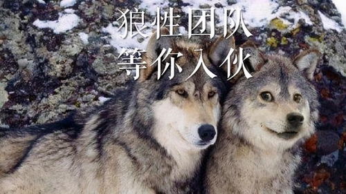 那些年，我们追过的狼崽，09森林狼阵容的青春与遗憾